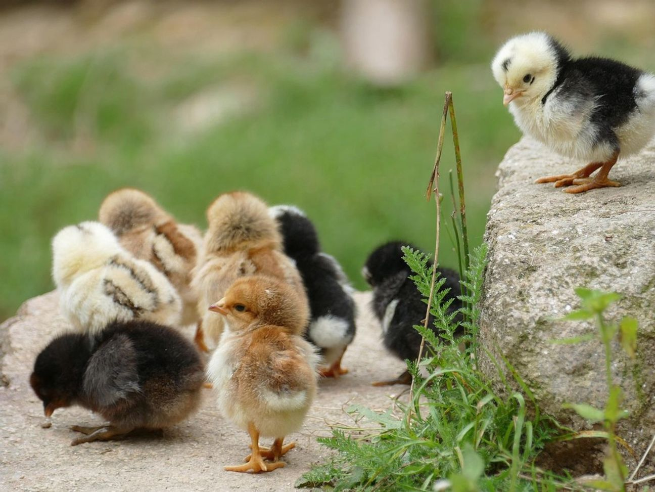 Chicken welfare first